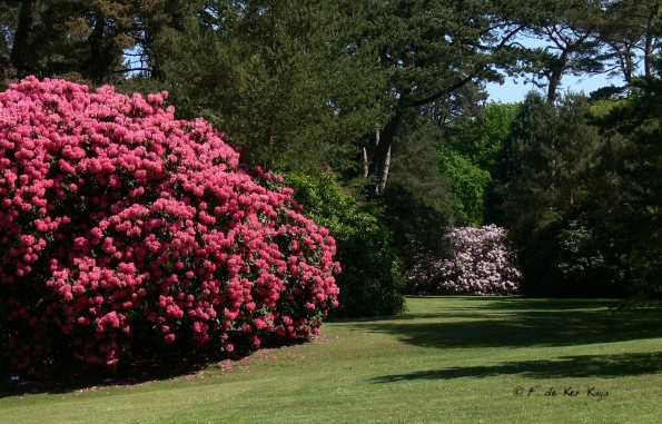 Bois des Moutiers (296) Mai 2012